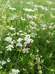 Graphosoma italicum italicum