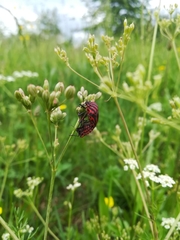 Graphosoma italicum italicum