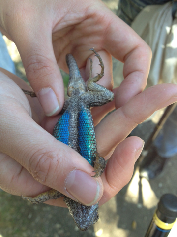 iNaturalist observation photo of Great Basin Fence Lizard