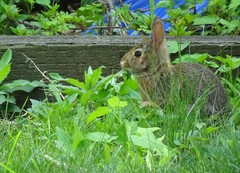 Sylvilagus floridanus