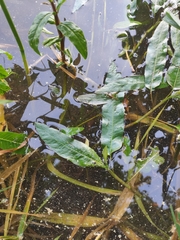 Persicaria amphibia