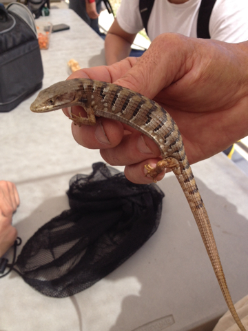 iNaturalist observation photo of Southern Alligator Lizard
