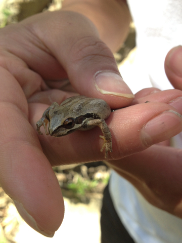 iNaturalist observation photo of Pacific chorus frog