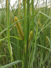 Carex rostrata