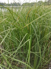 Carex rostrata