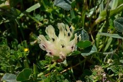 Trifolium fucatum