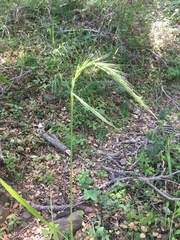 Elymus californicus