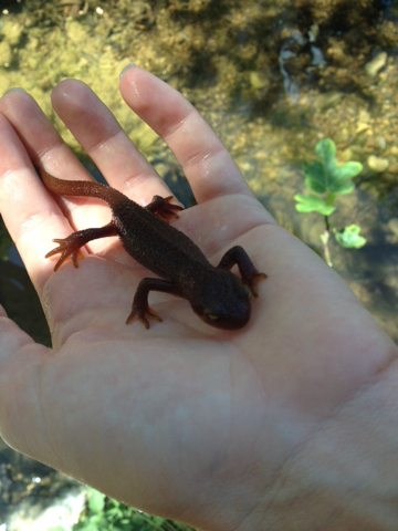 iNaturalist observation photo of California Newt