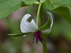 Trillium rugelii