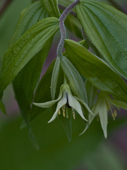Prosartes lanuginosa