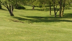 Marmota monax