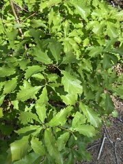 Quercus prinoides