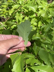 Quercus prinoides