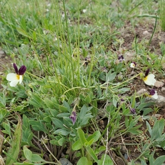 Viola hallii