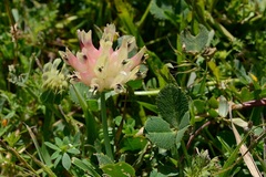 Trifolium fucatum