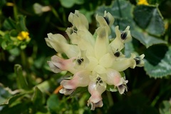 Trifolium fucatum