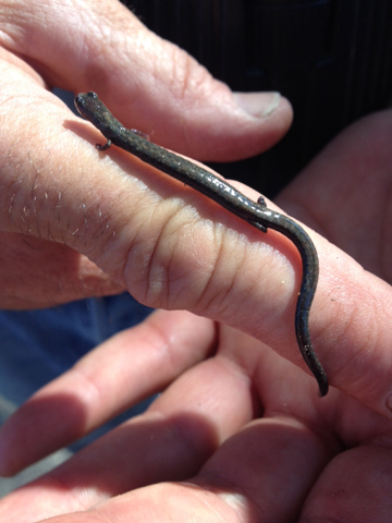 iNaturalist observation photo of Black-bellied Slender Salamander