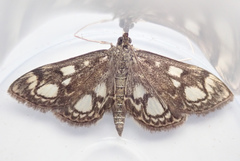 Anania coronata