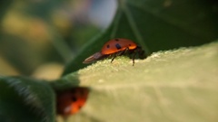 Hippodamia convergens