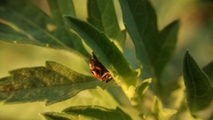 Hippodamia convergens