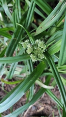 Scirpus sylvaticus