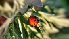 Hippodamia convergens