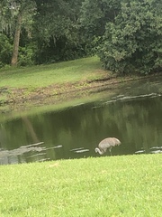 Grus canadensis image