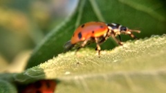 Hippodamia convergens