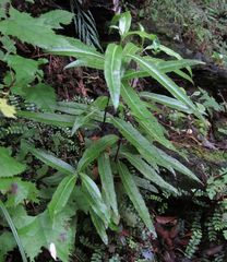 Melicytus lanceolatus