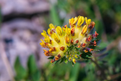 Anthyllis vulneraria boissieri
