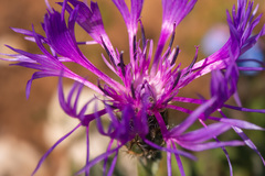 Centaurea fuscomarginata