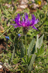 Centaurea fuscomarginata