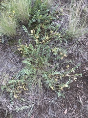 Astragalus beckwithii