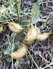Astragalus beckwithii