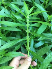 Hygrophila lacustris