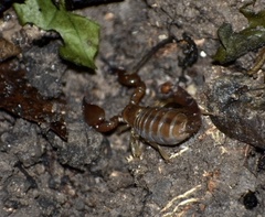 Cazierius gundlachii