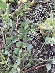 Astragalus beckwithii