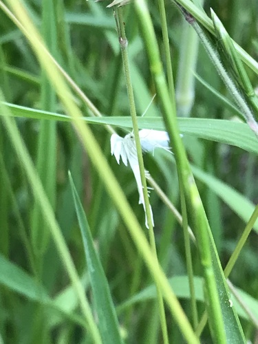 White Plume Moth, Kleimeer, Koedijk, Noord-Holland, NL, photo 6 of 10