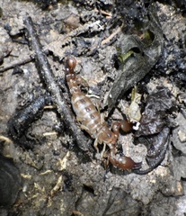 Cazierius gundlachii