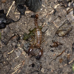 Cazierius gundlachii