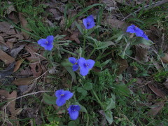 Tradescantia subacaulis