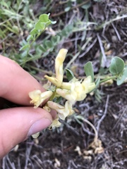 Astragalus beckwithii