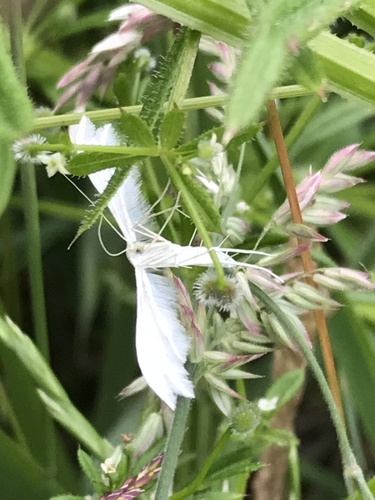 White Plume Moth, Kleimeer, Koedijk, Noord-Holland, NL, photo 5 of 10