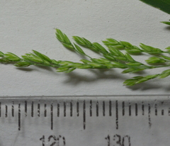 Poa alsodes