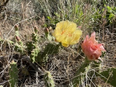 Opuntia × columbiana