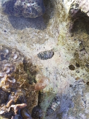 Chiton squamosus