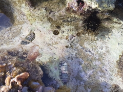 Chiton squamosus