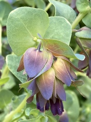 Cerinthe