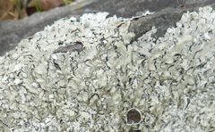 Xanthoparmelia tinctina