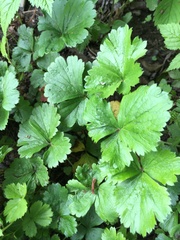 Waldsteinia